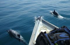 Delfines en mochima