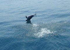 Delfines Saltando