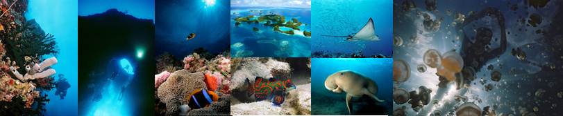 1Blue Corner Wall _Palau, Micronesia